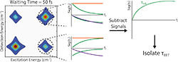 Leveraging Dynamical Symmetries in Two-Dimensional Electronic Spectra to Extract Population Transfer Pathways